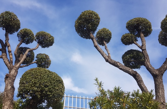 Élagage et abattage